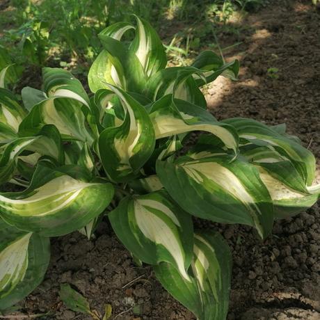 Hosta okrasné listy, 