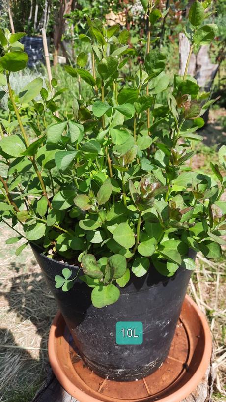 Kapara trnitá 11 ročné rastliny v črepníkoch, 