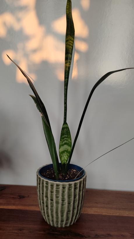 Sansevieria, 