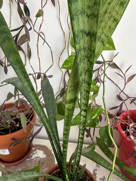 Predám rastlinu č. 39 svokrin jazyk sansevieria,