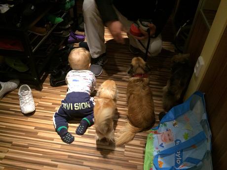 Teplákový komplet, primigi,68