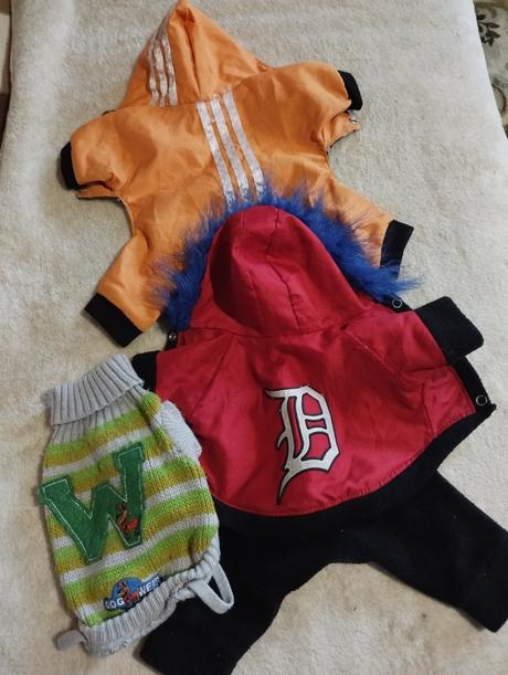 Mini yorshire oblečenie,