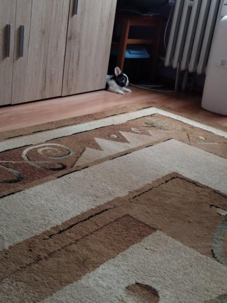 Darovanie zajačika s výbavou do dobrých rúk