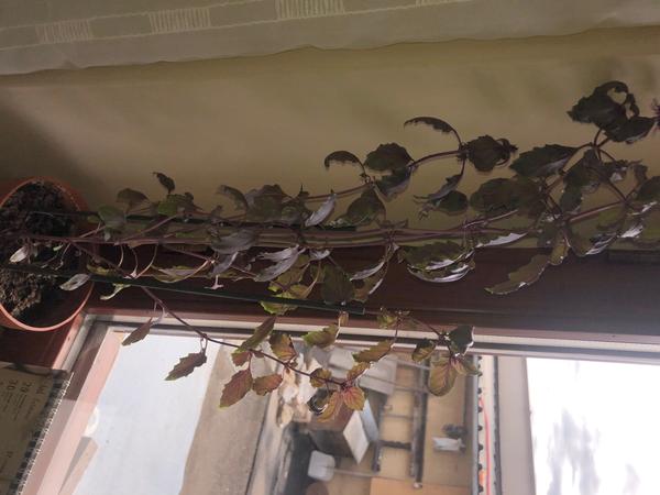 Čo je toto za rastlinu?