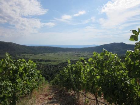 Kupón na víno v hodnote 40 eur, 