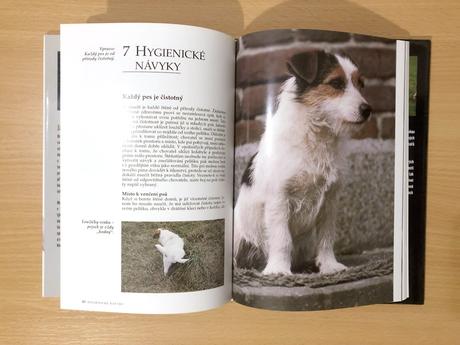 Jack russell teriér, 