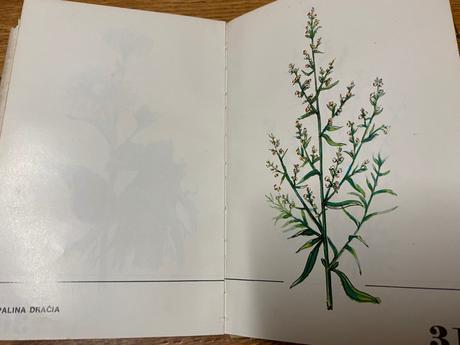 Pestovanie liečivých rastlín na malých plochách,