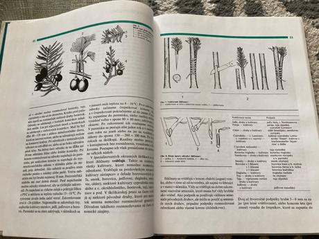 Všetko o ihličnanoch (2001),