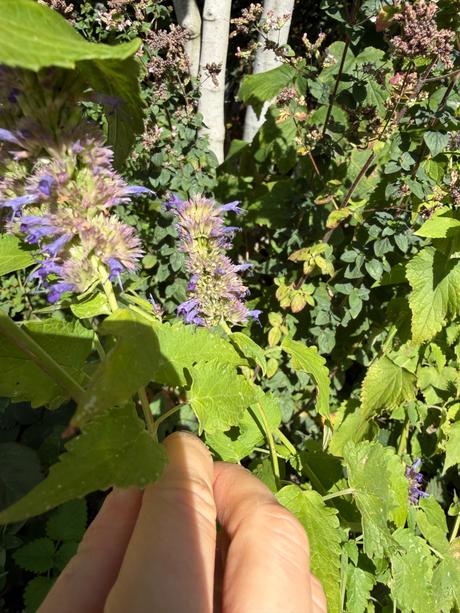Agastache feniklové aromatické,