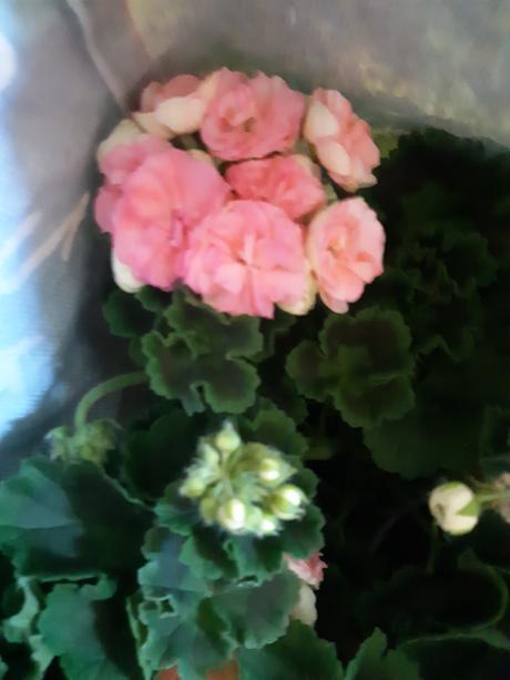 Krásny ruzickovy muškát salmon antique, 