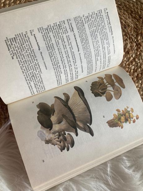 Taschenbuch für pilzfreunde (1987),