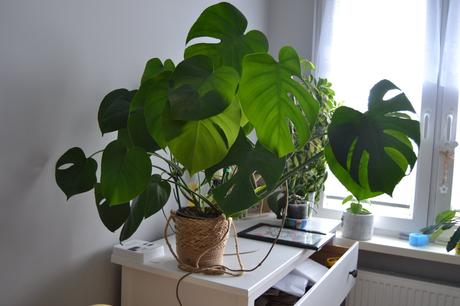 Nádherná, hustá monstera deliciosa hľadá nový do,