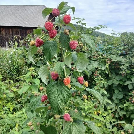 Maliny veľké--poľana, 