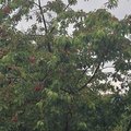 akosi sa im nechce