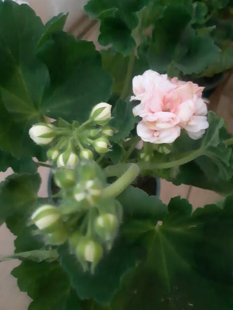 Ruzickovy muskat ,anglicky ,vzpriameny, 