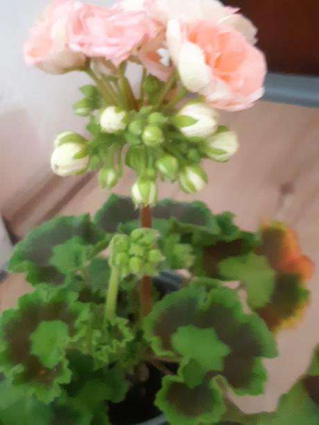 Ružičkovy muškat -salmon antic, 