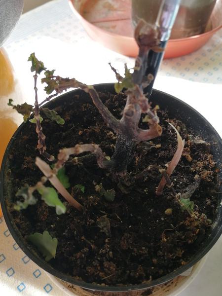 Ako zachrániť kvet?