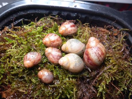 Archachatina porphiro clasic a albino shell, 