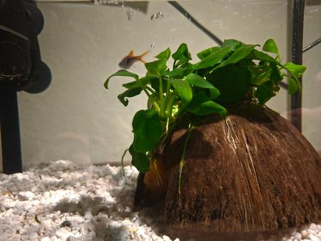 Aquarium mini 20-30l pre deti i dospelych,