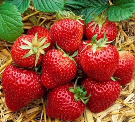 Stalerodiace jahody - sadenice,