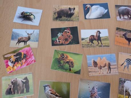 Kartičky zvieratá, 