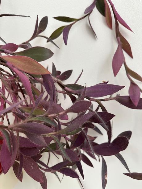 Izbová rastlina tradescantia č.25 za 10eur,