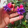fuchsia donedavna som ani nevedela ze t