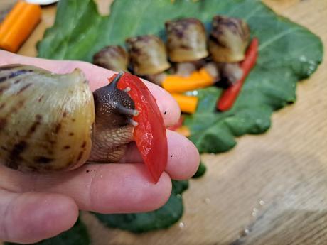 Africký slimáky  lissachatina reticulata klasik, 