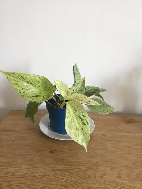 Pothos marble queen, 