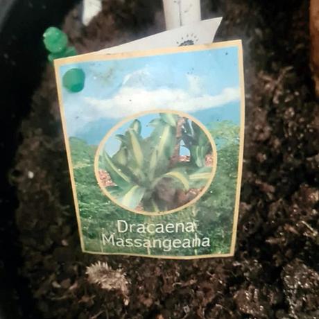 Dracéna ( dracaena massangeana ) 2,5 m, 