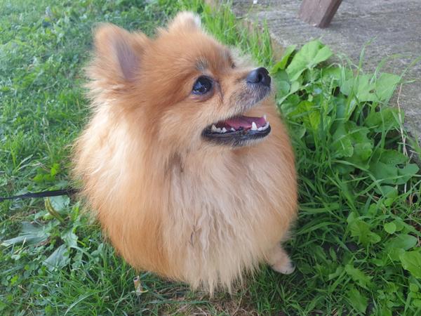 Je to pomeranian alebo malý špic?