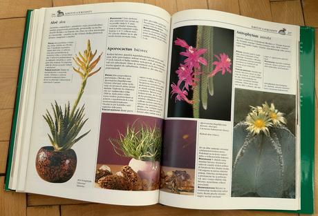 Kniha bývame s kvetinami margot schubertová,