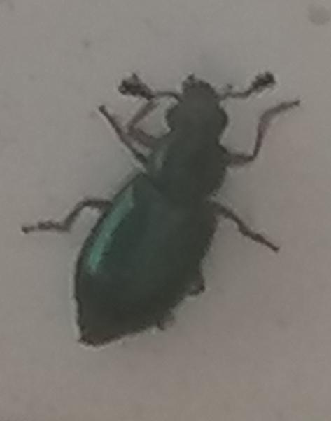 Byt prelezený chrobákmi