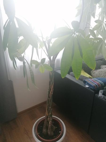 Aká je toto rastlina?