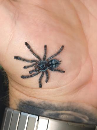 Caribena versicolor,
