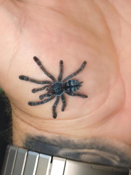 Caribena versicolor,
