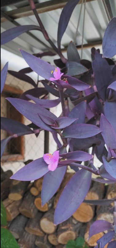 Fialové srdce - krásna nenáročná kvetinka, 