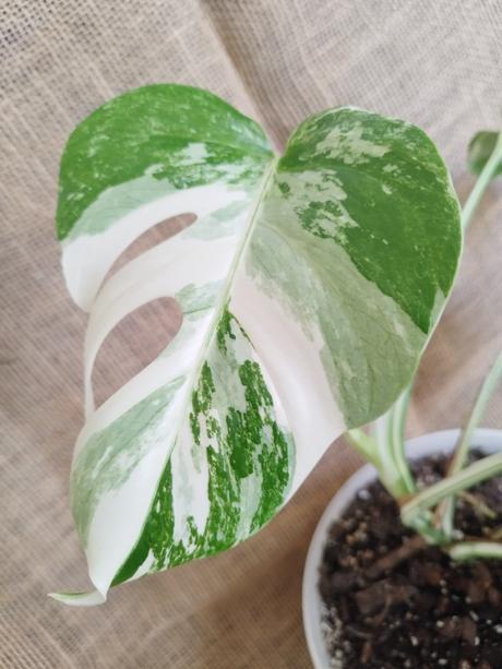 Monstera albo, 