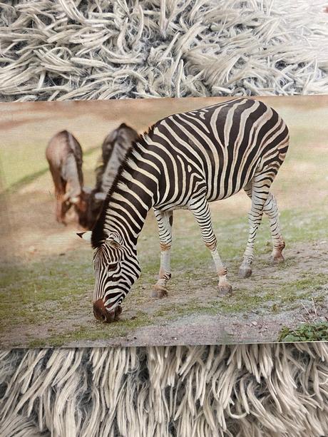 Krásne staré leporelo v zoologickej záhrade 1989,