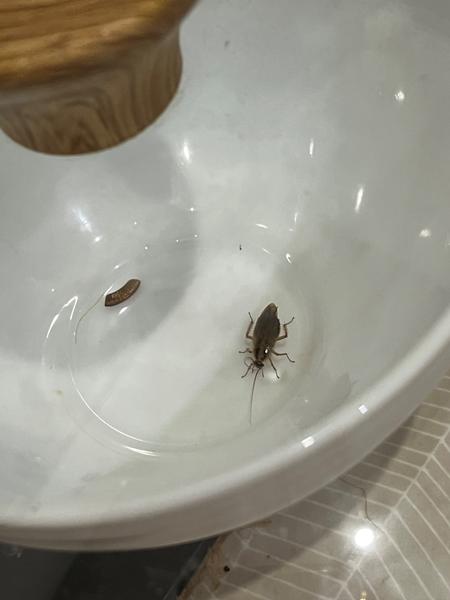 Čo je tento chrobák neznámeho pôvodu?