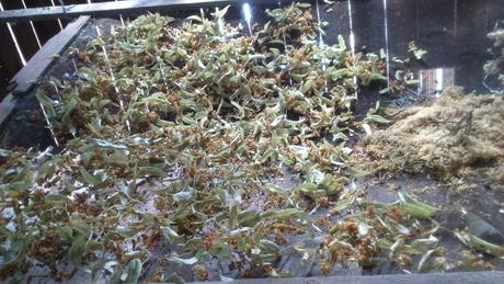 Lipa veľkolistá sušená - čaj, 