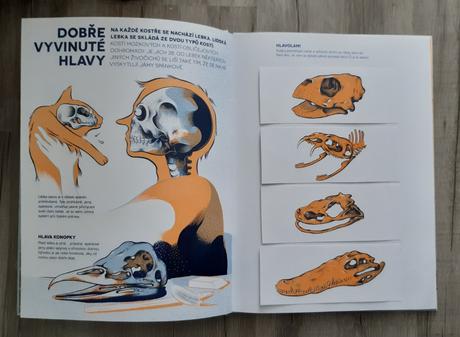 Ci je to kostra nova, 