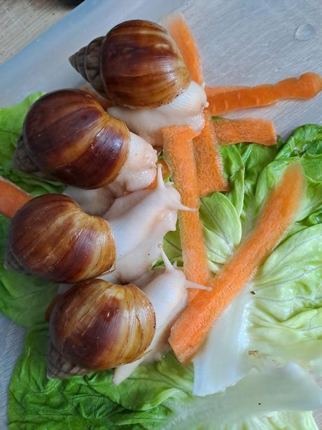 Africké slimáčiky  lissachatina fulica fulica albi, 