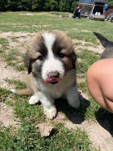 Meno pre fenku kaukazského ovčiaka