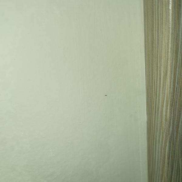 Ako sa zbaviť chrobákov v byte?