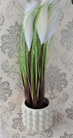 Pampová tráva v kvetináči-60cm,
