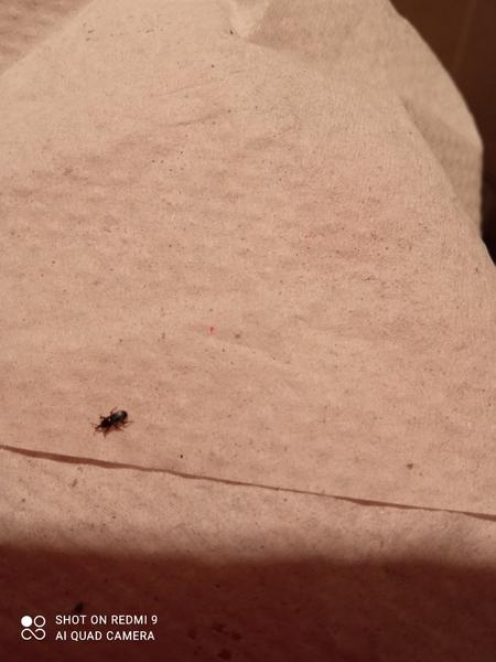 Čo to je za chrobáka?