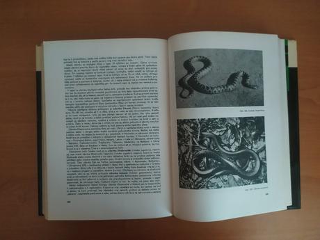 Ryby, obojživelníky, plazy, 