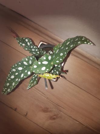 Neaktuálne rastliny begonia,