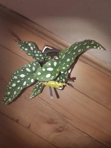 Neaktuálne rastliny begonia, 